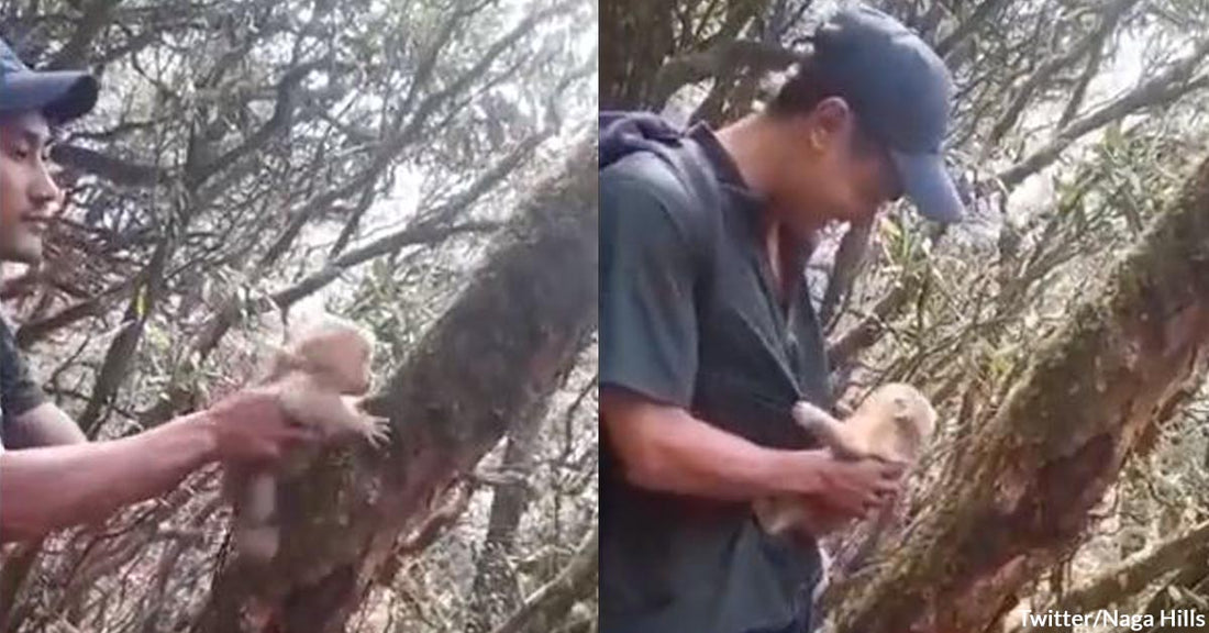 A Rescuer Bids Farewell to a Baby Monkey Before Its Return To The Wild