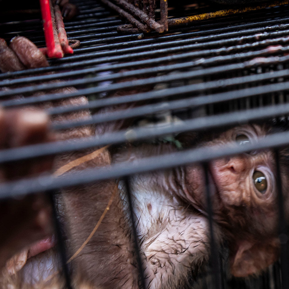 Tight crop of a monkey crammed inside a cage, with only part of its face and body visible through the bars.