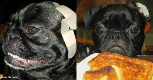 Cheeky Pug Named 'Monster' Lives Up to Her Name