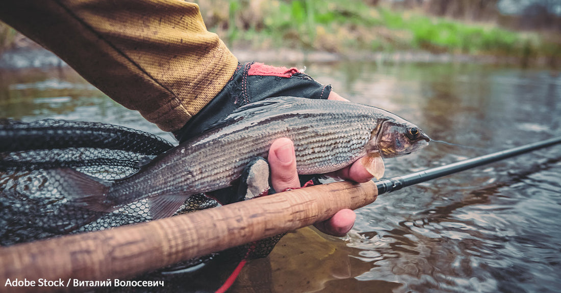 Montana's Last Grayling Faces Extinction as Courts Debate Its Fate