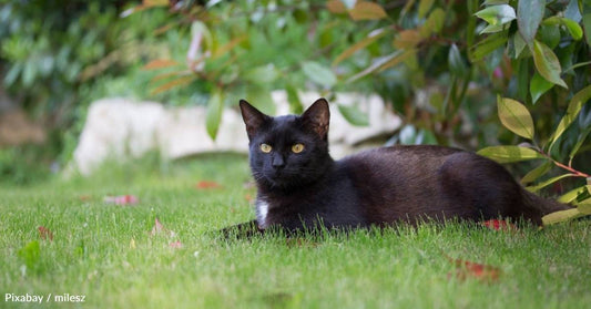 Feral Cat Falls in Love with Family Pet, Becomes Part of the Family