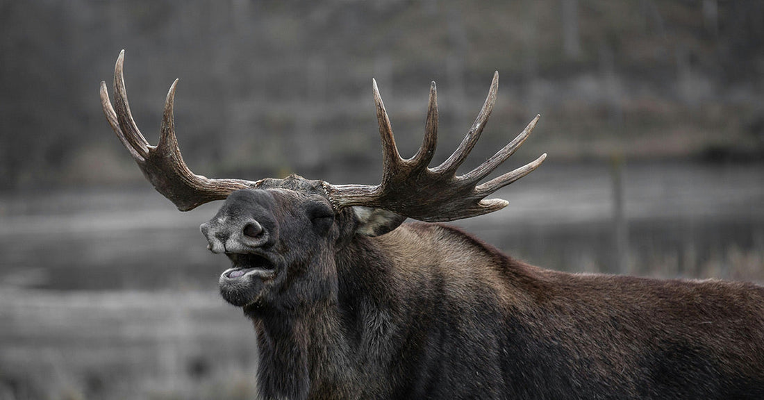 Close-up of a large bull moose with wide antlers and mouth open in a natural setting.