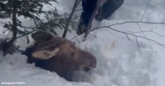 Moose stuck deep in the snow with only its head visible as a person approaches to help.