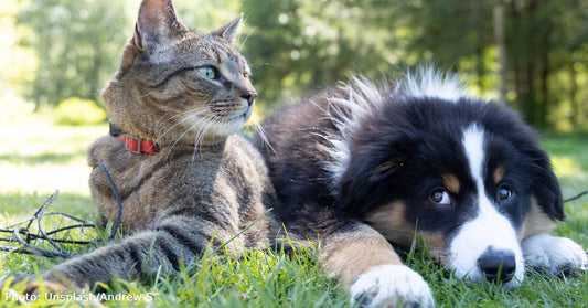 Most Popular Dog & Cat Names Of 2022