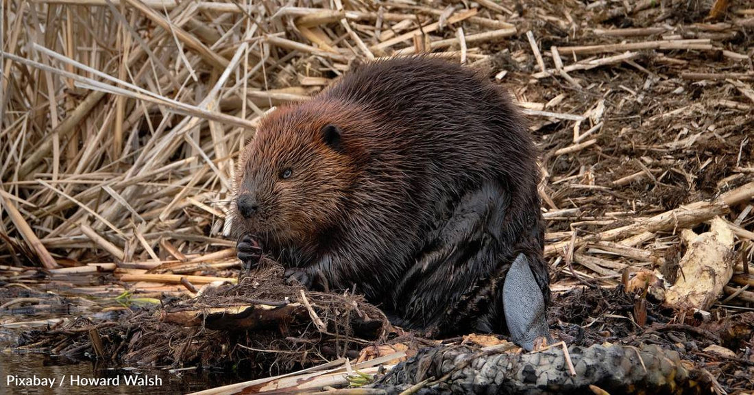 New Study Asks the Important Question, 'What's the Most Canadian Animal?'