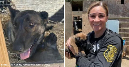 Mother dog rests in straw beside her puppies on the left, while a sheriff’s deputy smiles and holds one rescued puppy outdoors on the right.