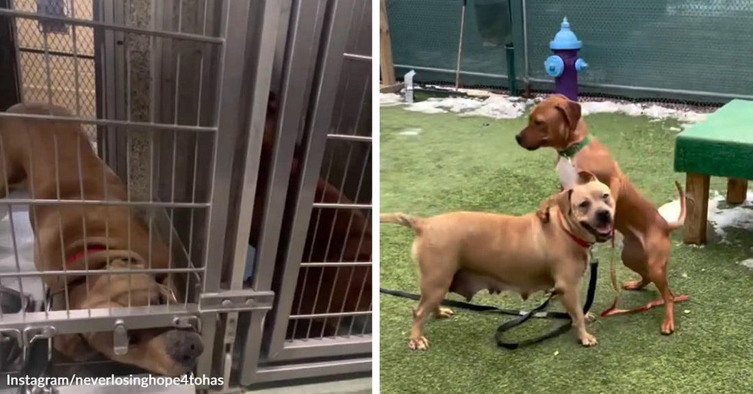 Split image of two tan shelter dogs behind kennel bars on the left and the same dogs standing together outdoors on grass after adoption on the right.