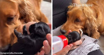 Split image of a golden cocker spaniel gently sniffing and watching a tiny black puppy being bottle-fed in someone’s hands, with text reading “This is love.”