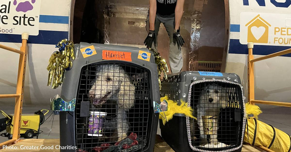 121 Homeless Dogs and Cats Land In Wisconsin For A New Lease On Life