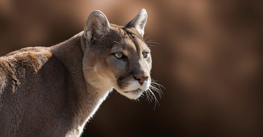 Mountain lion in side profile, lit by warm sunlight, staring ahead against a softly blurred brown rocky background.