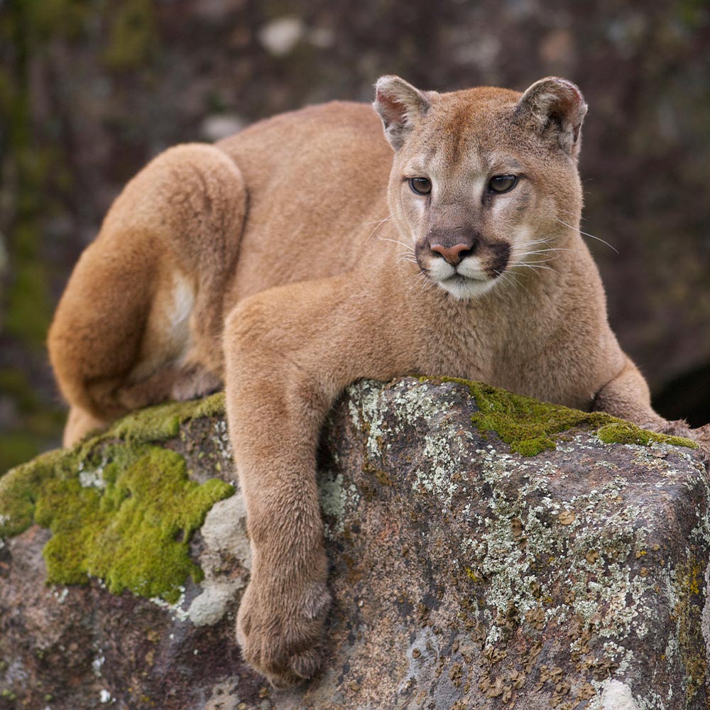 Stop Developers From Destroying Mountain Lion Habitat