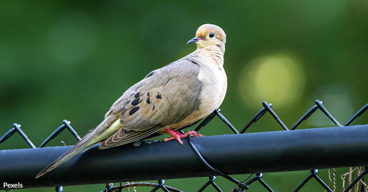 Vanishing Coo of Mourning Doves Echoes Loss of Tranquility in Nature's Symphony