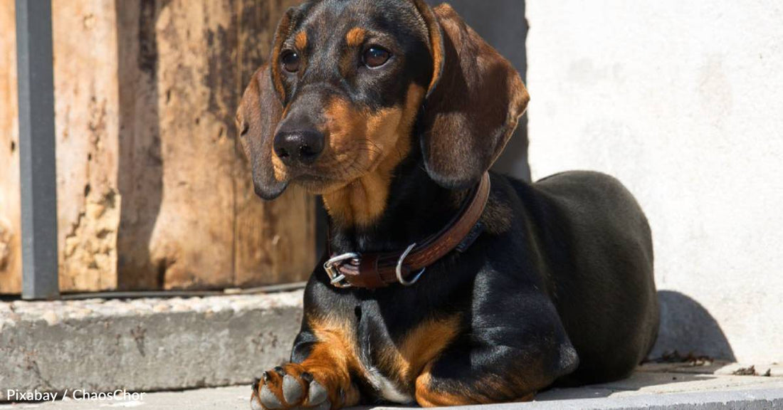 Couple Rescues Filthy Underweight Puppy, Their Toddler Thinks She's a Rat