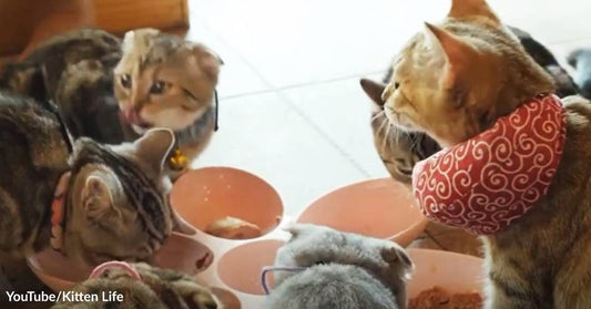 Now There’s "Mouser" Food with Real Mouse Meat for Cats