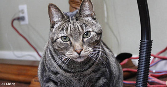 Smart Cat Regularly Sneaks Into Retirement Home, Becomes Cherished Supervisor