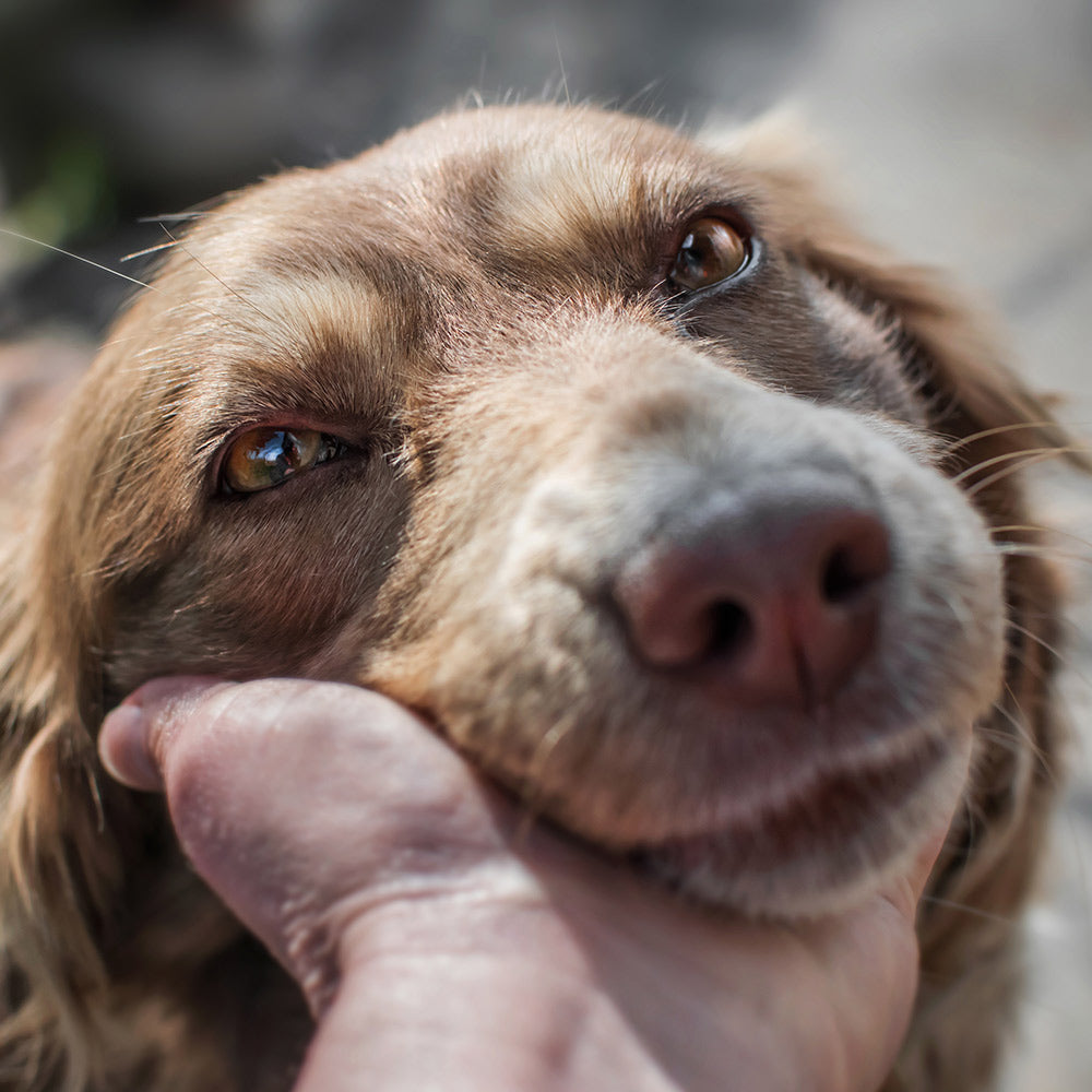 Pass Cooper’s Law To Protect Animals From Muzzle Binding Abuse