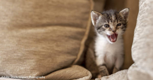 Runt of Barn Kitten Litter Rescued and Treated for Health Problems