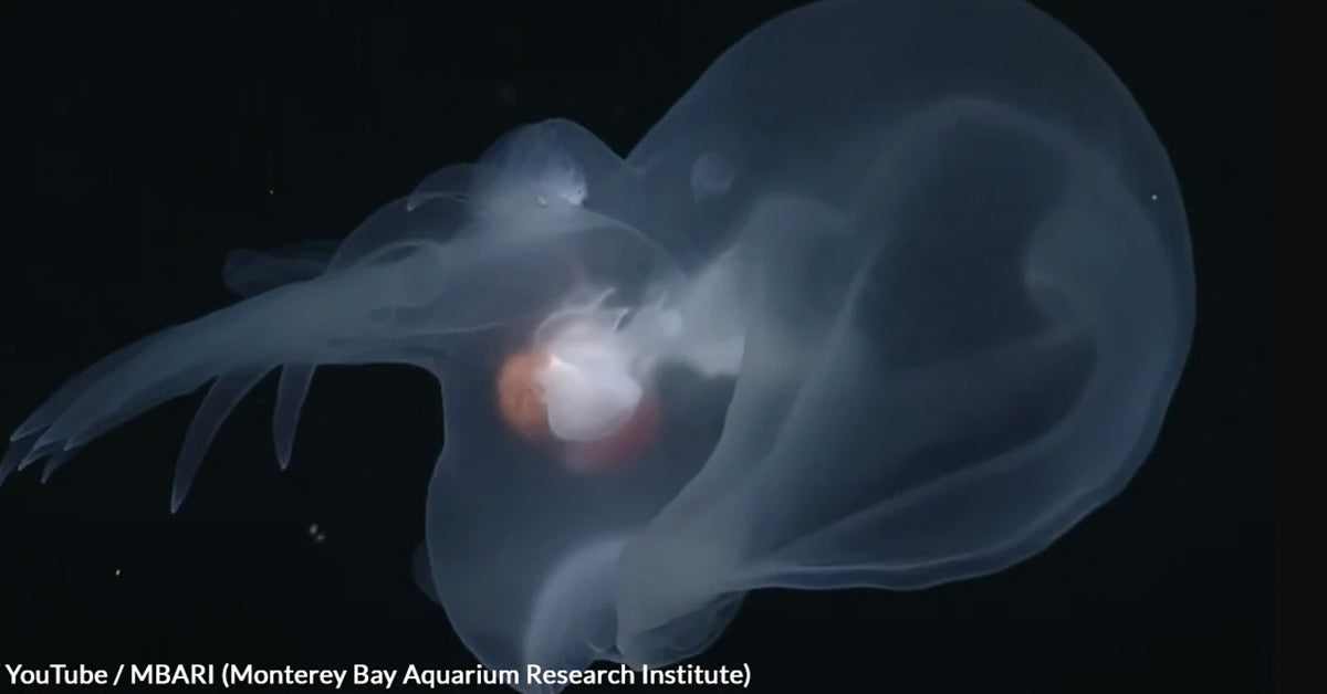 Deep Sea Discovery Reveals a Glowing Sea Slug That Outsmarts Predators ...