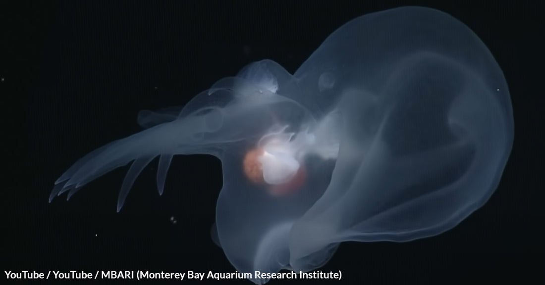 Deep Sea Discovery Reveals a Glowing Sea Slug That Outsmarts Predators