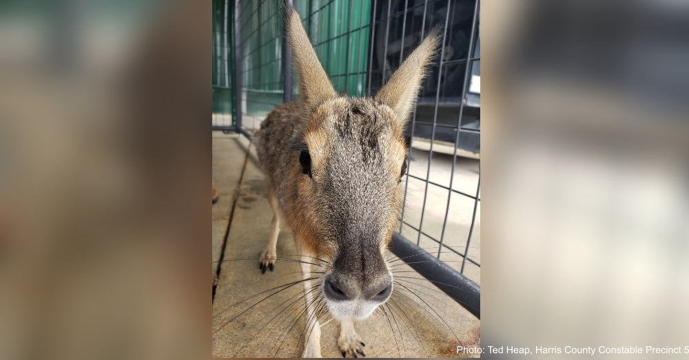 Rescuers Surprised By Mystery Critter Rescued Off Side Of Highway