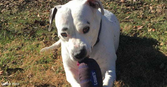 Puppy Mill Mother Dog Struggles to Find Home Despite Lovable Nature