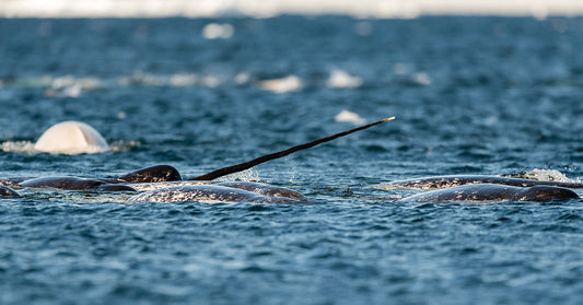 Narwhals swimming in the ocean, showcasing their distinctive tusks above the water.