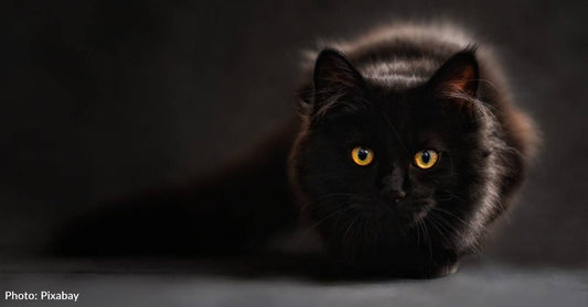 5 Reasons To Adopt A Black Cat