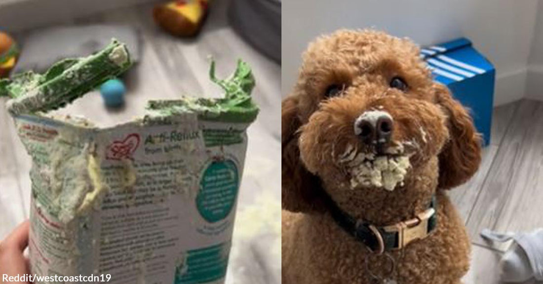 Naughty Dog Was Caught Red-Handed Creating a Mess with Milk Powder