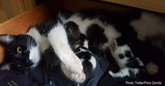 Man Discovers Cat Who Just Had Kittens Under His Bed, But He Doesn't Own A Cat
