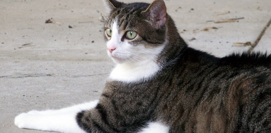 Family Thought Their Cat Was Cremated Until He Showed Up At Their House