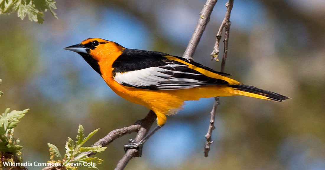 Birding Community Embraces Inclusivity by Renaming Dozens of Avian Species