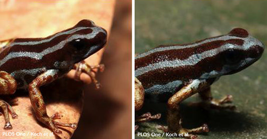 Tiny New Frogs Discovered Just as Their Habitat Begins to Vanish