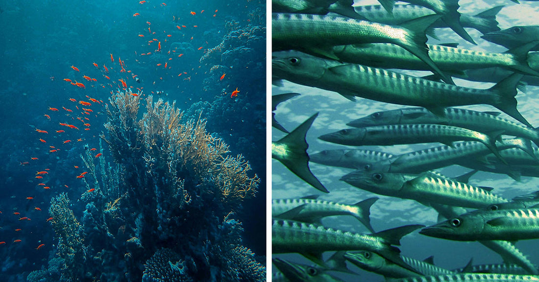 Scientists Uncover 860+ Ocean Creatures the World Has Never Seen Before