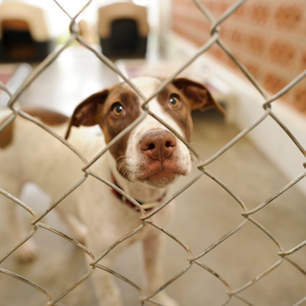 Don't Let a Livestock Pest Sentence Healthy Texas Shelter Pets to Death