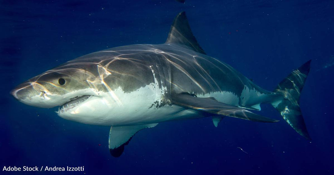 Researchers May Have Captured Footage of the First Newborn Great White Ever Seen in the Wild