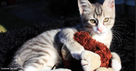 Helpless Two-Week-Old Kitten Finds Help