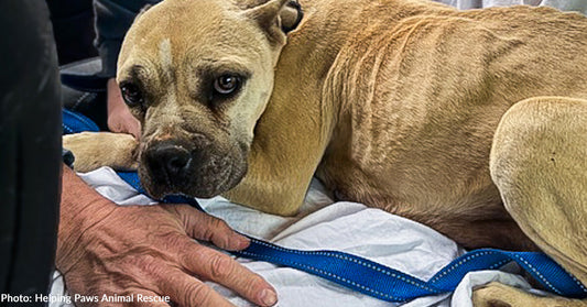 Overwhelmed Animal Shelters Nationwide Are in Desperate Need of Nutritious Pet Food