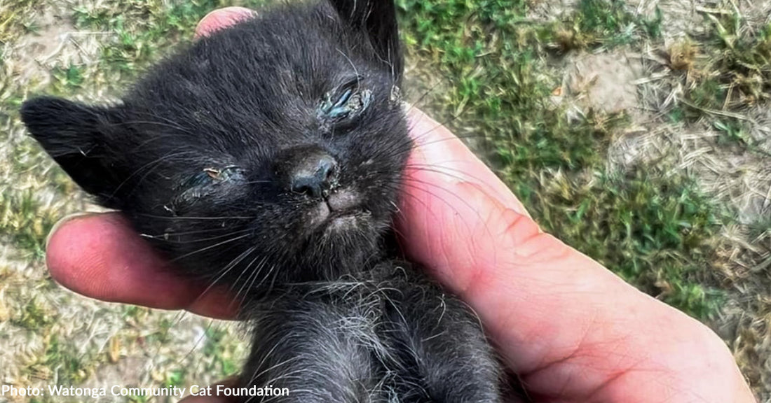 Emaciated Kitten Dumped At Overcrowded Shelter Transforms Into Affectionate Cat, Thanks to Your Support