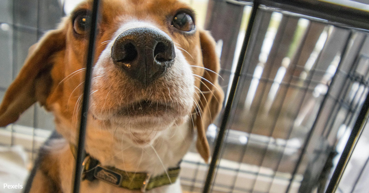 is tobacco tested on animals Innocent Animals Suffer Horrific Deaths in Nicotine Testing