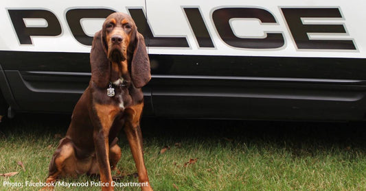 New Jersey Police Bloodhound Who Found Hundreds Of Missing People And Tracked Down Criminals Has Died