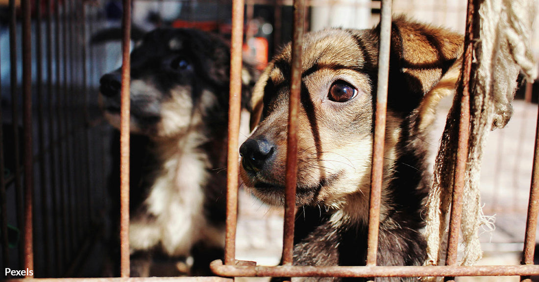 Whistleblower Email Says Los Angeles Shelters Overcrowded and Struggling as 800 Dogs Face Euthanasia Crisis