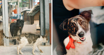Split image showing a cat walking past a fenced shelter area on the left and a happy mixed-breed dog with a red ribbon on the right.