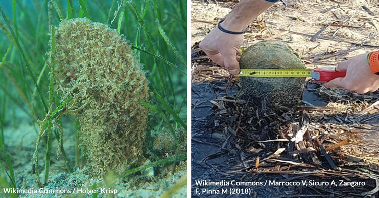 Noble Pen Shells on Brink of Extinction as Parasite Ravages ...