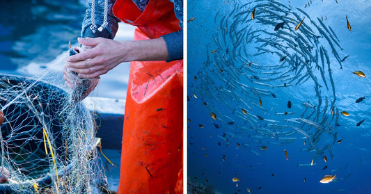 Split image of a fisher handling tangled fishing net on a boat and a swirling school of fish underwater.