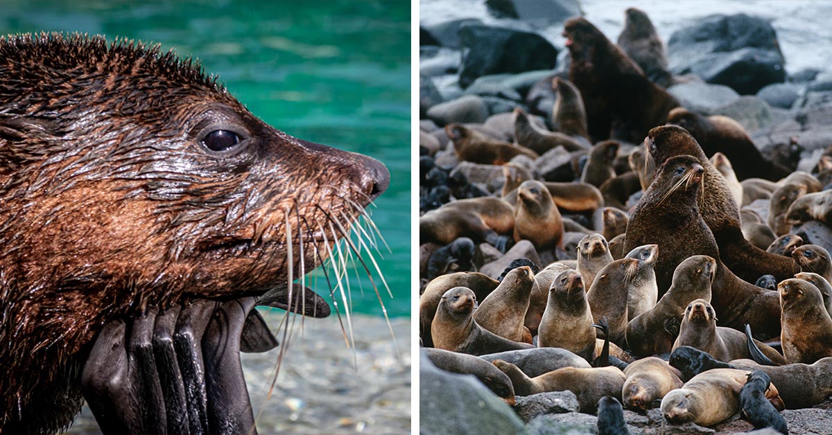Industrial Trawlers Threaten Nursing Fur Seal Mothers | GreaterGood