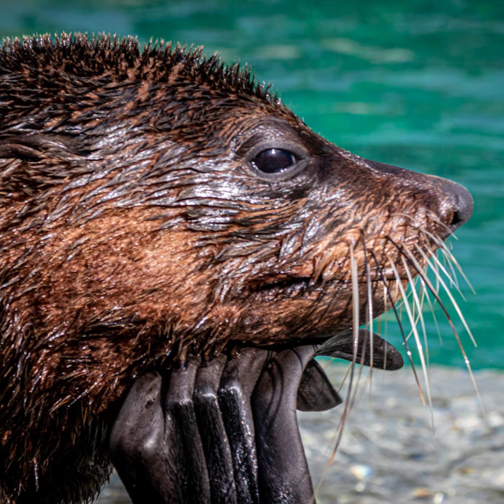 Keep Trawlers Away From Nursing Fur Seals