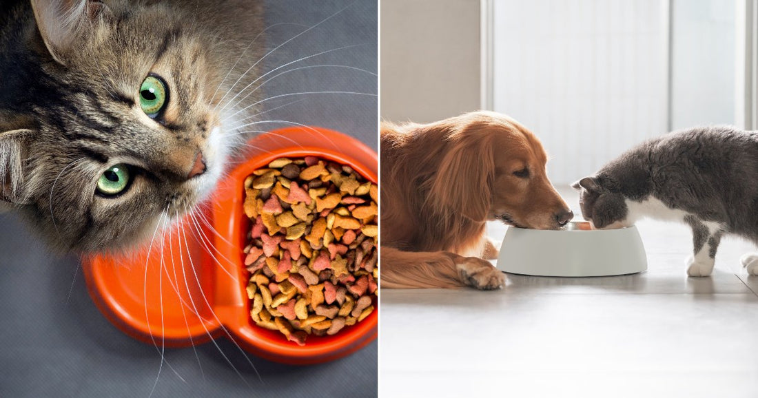 On the left, a tabby cat with green eyes peers into an orange bowl of colorful dry kibble; on the right, a golden retriever and gray cat share a white.