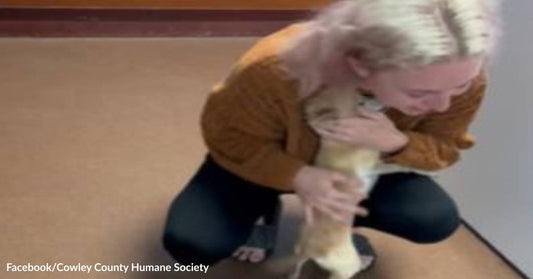 Young Woman Reunites with Her Chihuahua Two Years After a Friend Told Her That the Dog Died