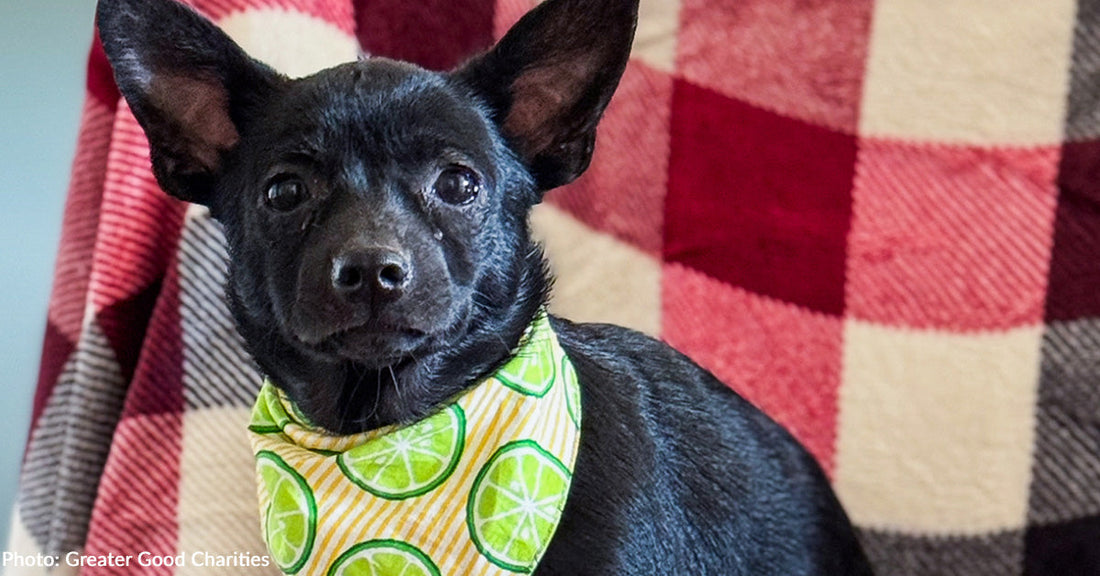 Black dog wearing a lime-patterned bandana sits in front of a checkered blanket.