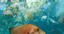 An orange fish swims in the ocean amidst plastic particles and floating trash.